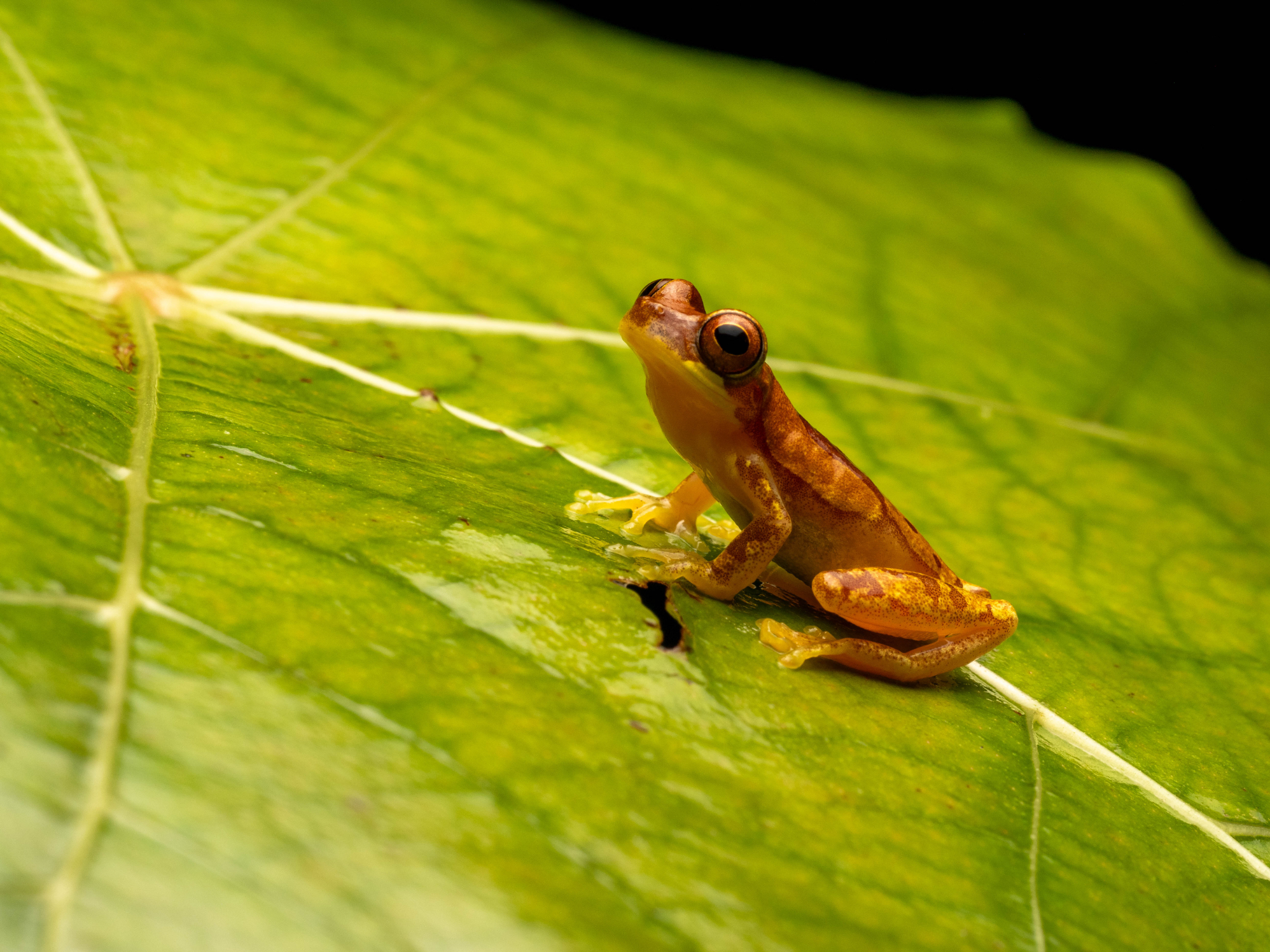 Hourglass Tree Frog